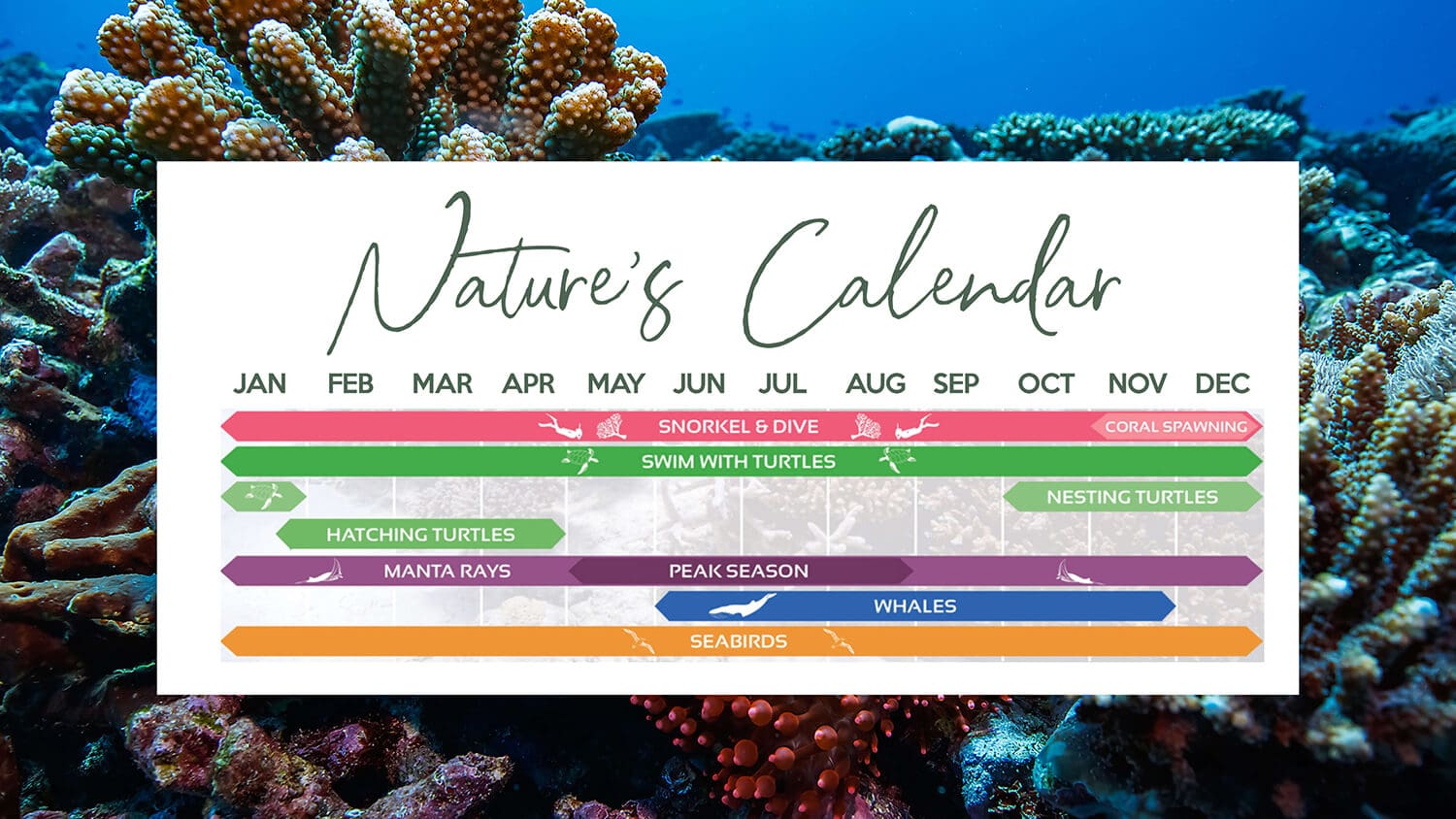 Nature's Calendar for the Southern Great Barrier Reef showing whales from June to October, manta rays, nesting and hatching turtles, coral spawning, snorkelling and seabird seasons month by month