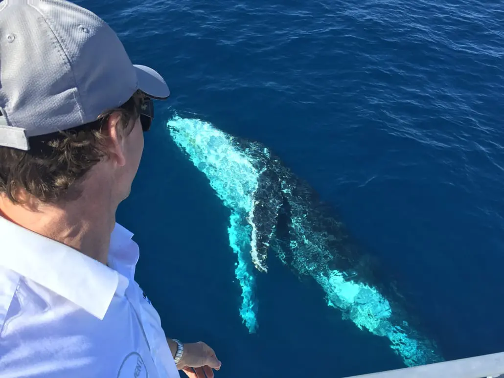 Whale watching on the Southern Great Barrier Reef