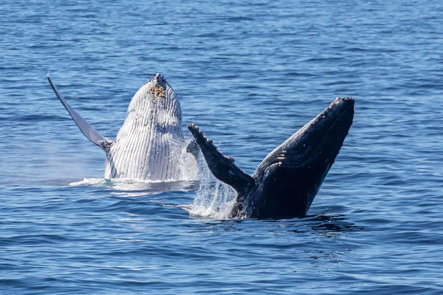 Humpback whale in the Bundaberg region