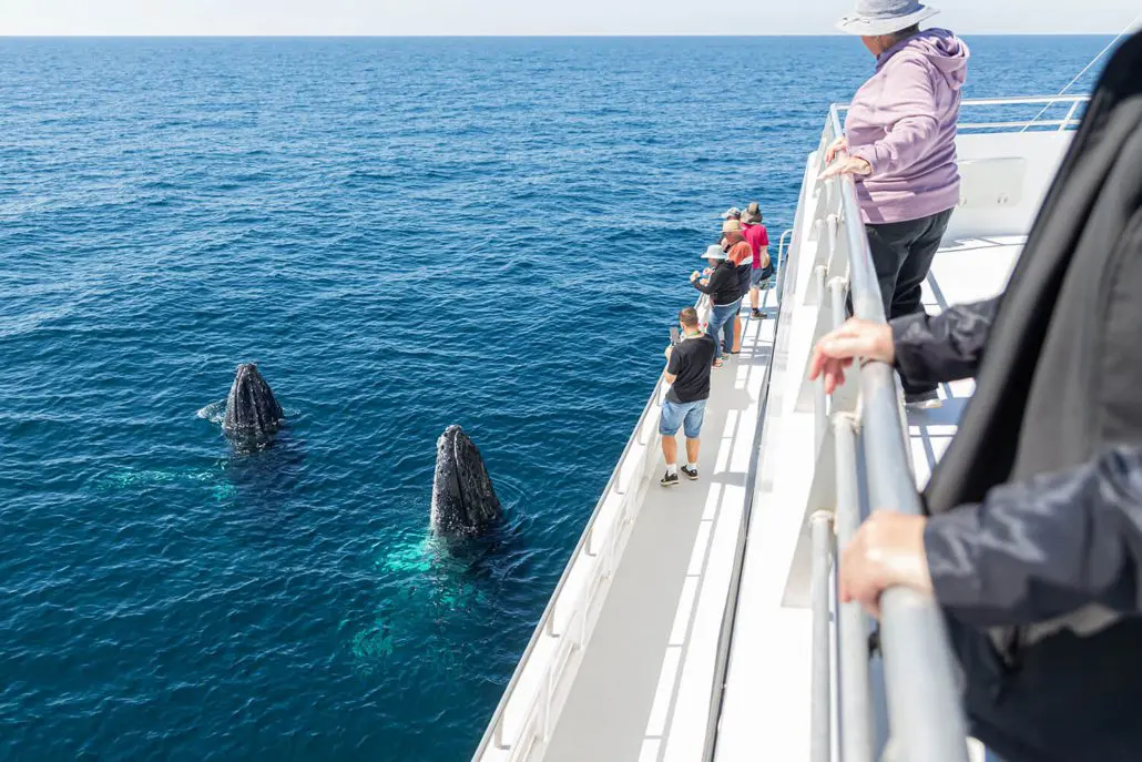 Whale watching catamaran alongside a humpback whale