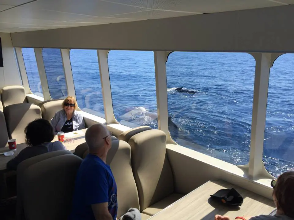 Humpback whale rolling at the surface near the boat