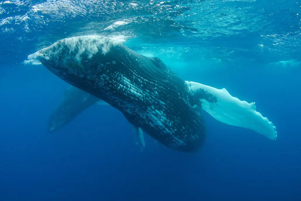 Humpback whale on the Southern Great Barrier Reef near Lady Musgrave Island