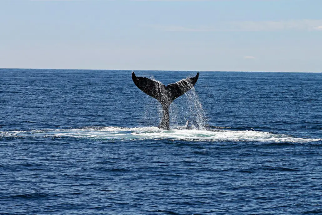 Humpback whale migrating north along the Queensland coast