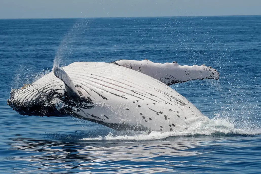 Humpback whale swimming beside the catamaran