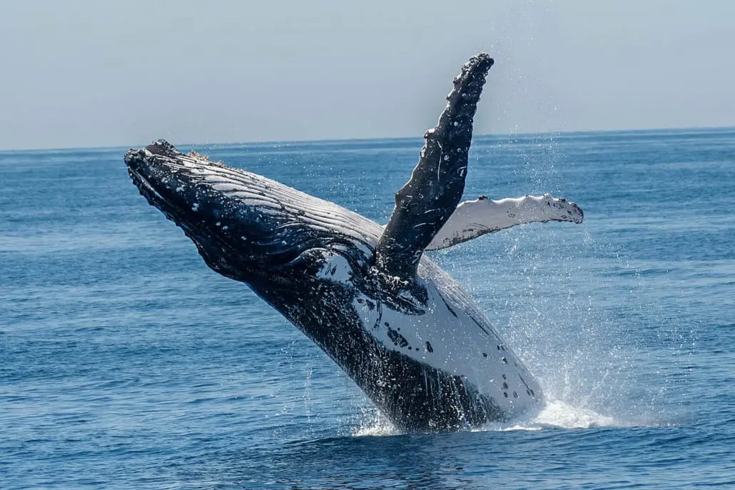 Humpback whale breaching on the Southern Great Barrier Reef