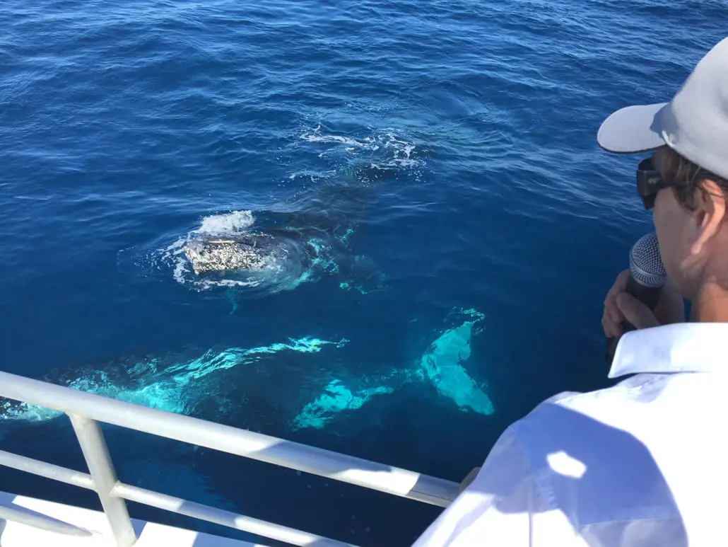 Humpback whale breaching beside onlookers