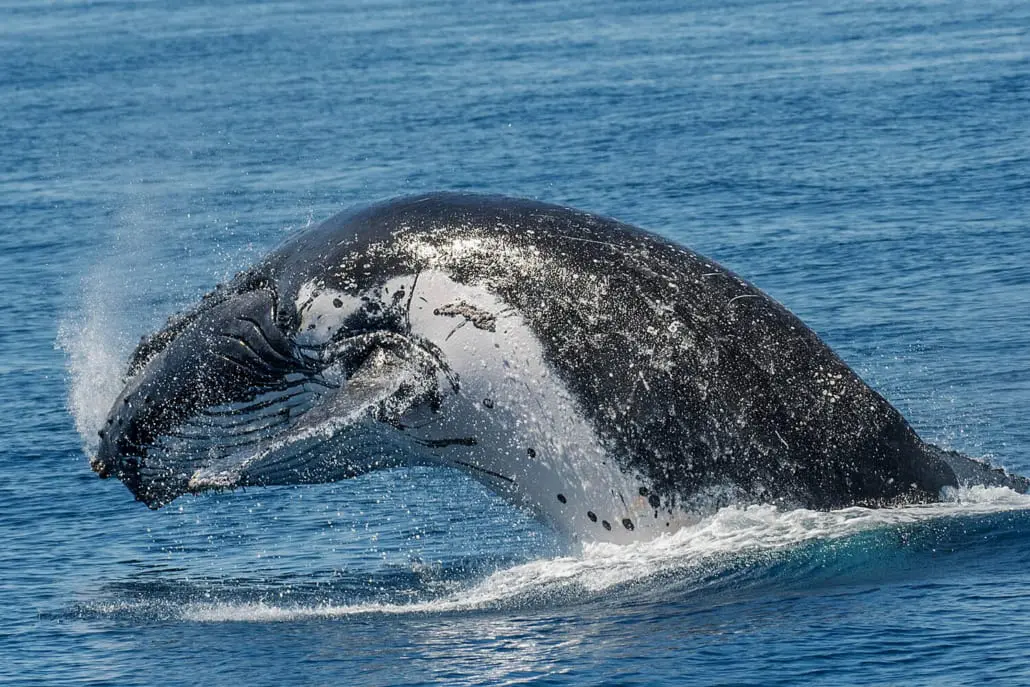 Humpback whales surfacing beside the boat in Queensland
