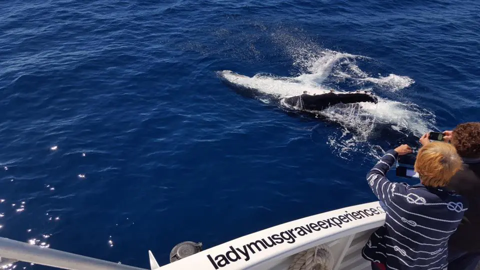 Humpback whale head rising out of the water in Queensland