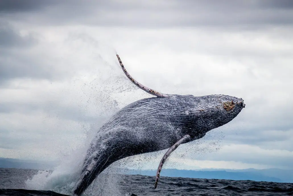 Whale watching tour departing Bundaberg