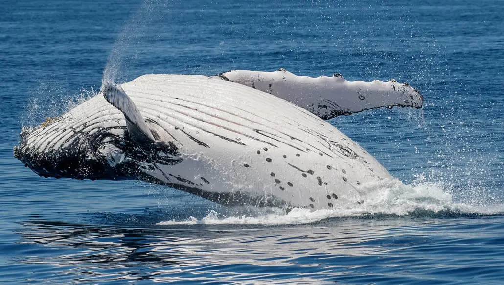 Humpback whales surfacing in the Bundaberg region
