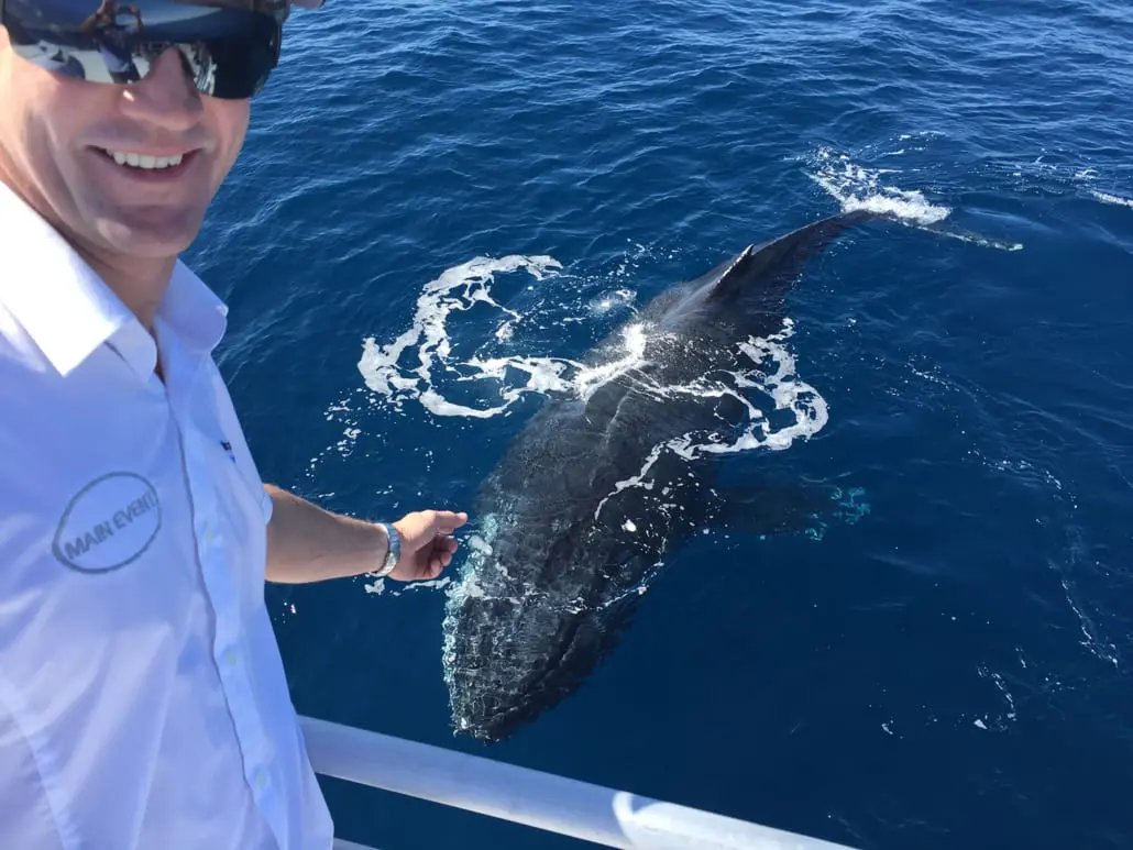 Humpback whale close to the surface beside the boat
