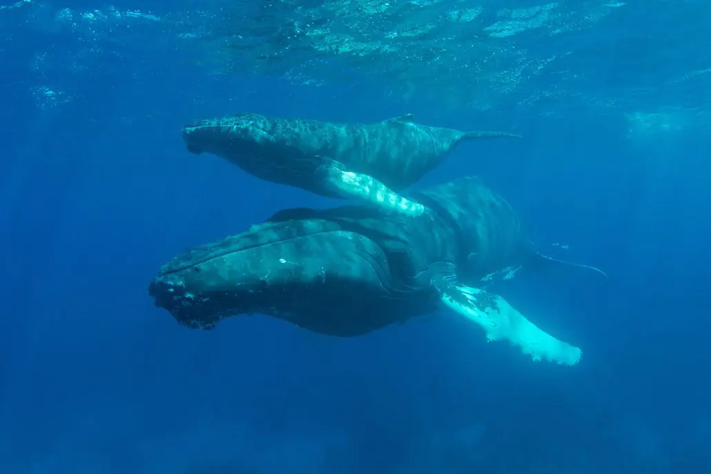 Humpback whale mother and calf swimming underwater