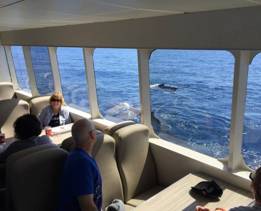 Australia Whale Experience 3 - Premium Whale Watching Tours Queensland