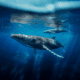 Best Time of Year for Whale Watching in Australia: A Seasonal Breakdown