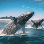 Family Adventure: Tips for Taking Kids on a Whale Watching Tour
