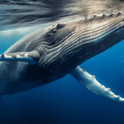 Whale Watching Etiquette: How to Respect Nature During Your Adventure